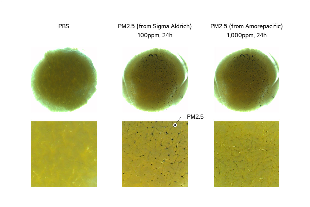Skin adsorption confirmation experiment of fine dust(PM2.5) using reconstructed skin