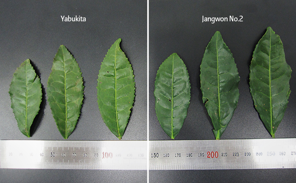 Development of New Green Tea Varieties for Preservation of Biodiversity and Skin