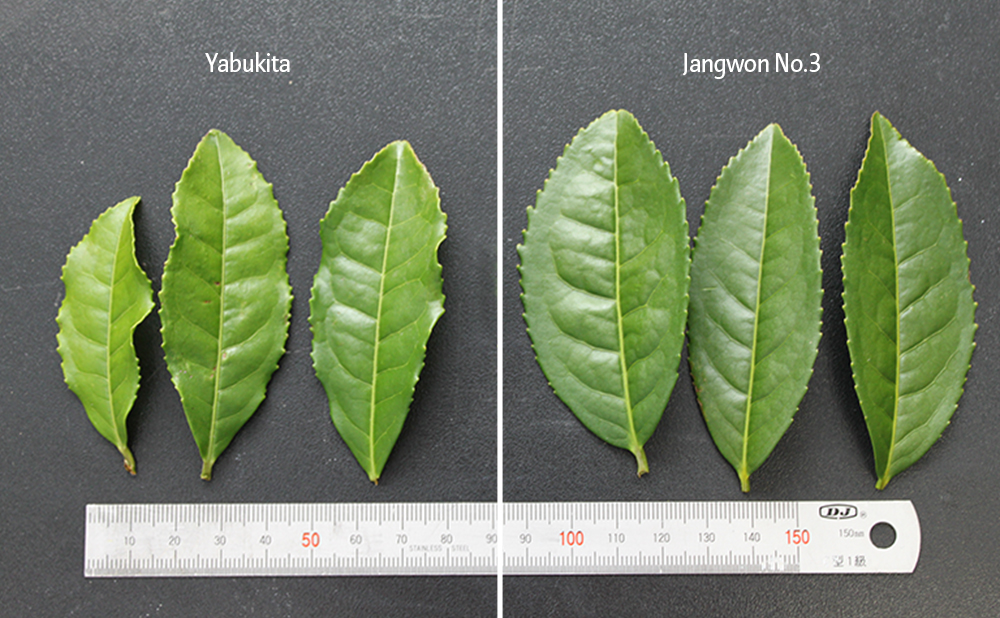 Development of New Green Tea Varieties for Preservation of Biodiversity and Skin