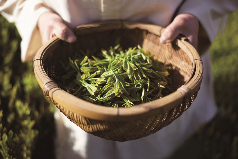 Development of New Green Tea Varieties for Preservation of Biodiversity and Skin