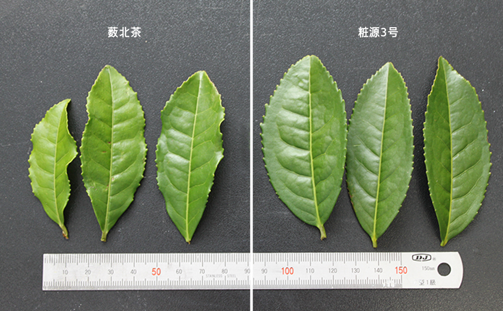 开发绿茶新品种献力生物多样性保护与护肤养颜