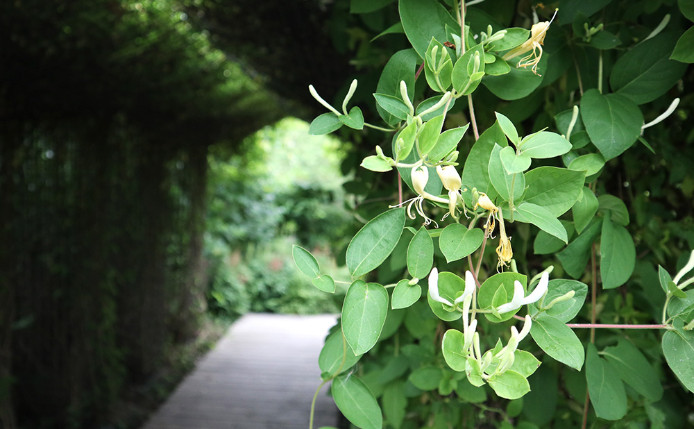 原料植物園