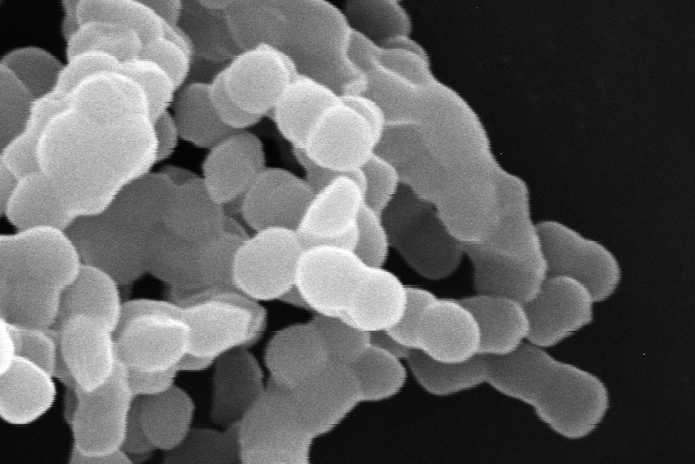 世界初の緑茶由来乳酸菌開発