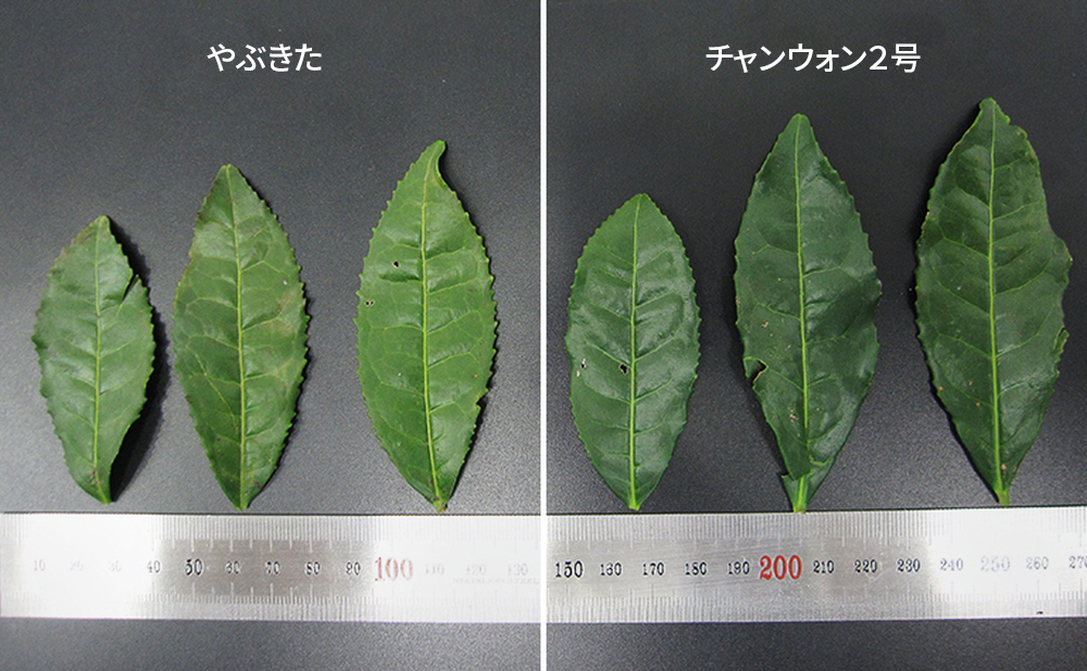 生物種多様性保存と肌のための新品種緑茶の開発