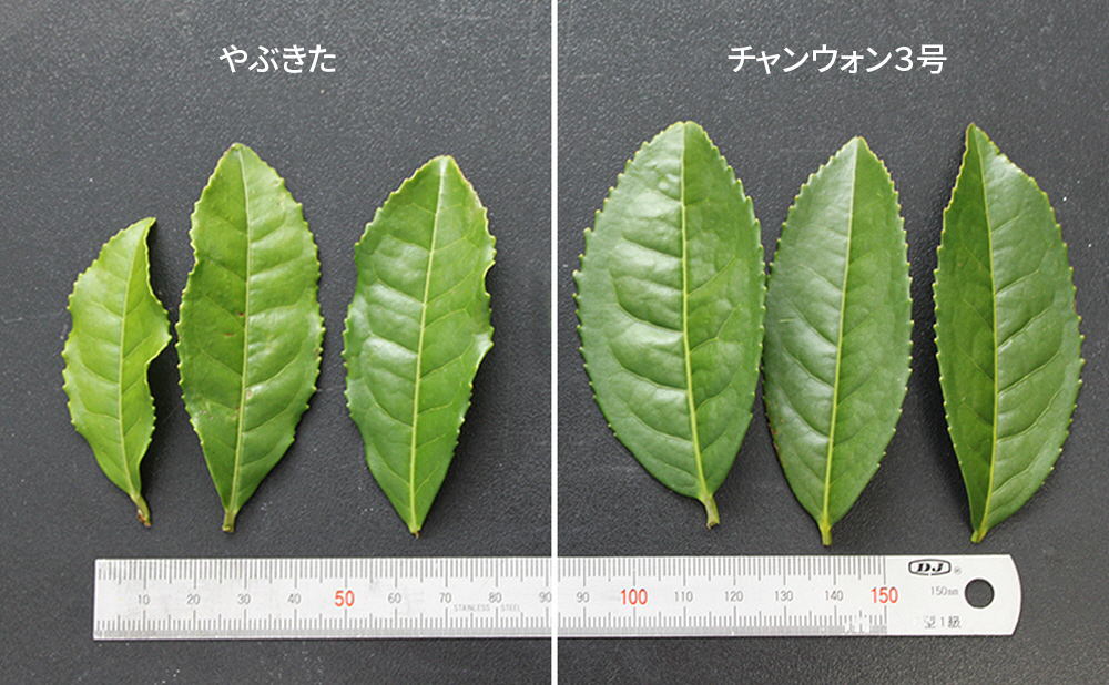 生物種多様性保存と肌のための新品種緑茶の開発